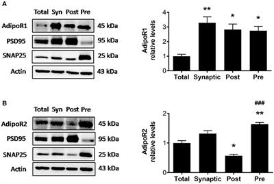 Adiponectin Knockout Mice Display Cognitive and Synaptic Deficits